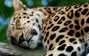 Preview wallpaper leopard, predator, big cat, sleeping