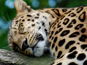 Preview wallpaper leopard, predator, big cat, sleeping