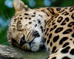 Preview wallpaper leopard, predator, big cat, sleeping
