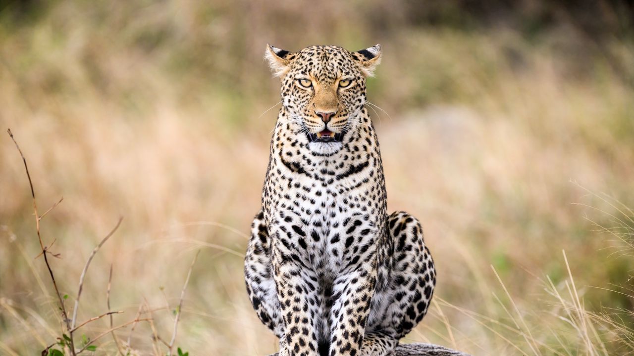 Wallpaper leopard, predator, big cat, animal, wild, stone