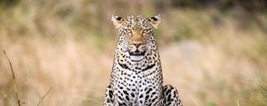 Preview wallpaper leopard, predator, big cat, animal, wild, stone