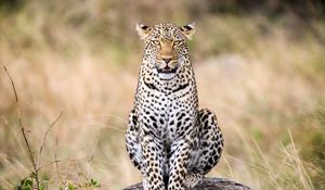 Preview wallpaper leopard, predator, big cat, animal, wild, stone