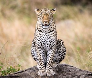 Preview wallpaper leopard, predator, big cat, animal, wild, stone