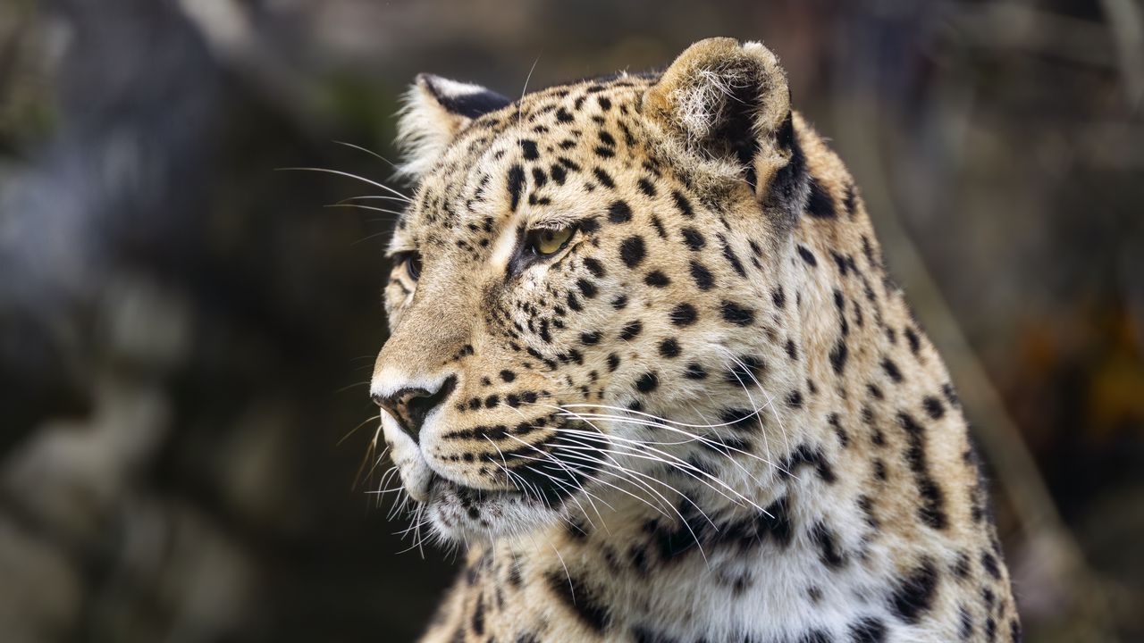 Wallpaper leopard, predator, big cat, head, wild
