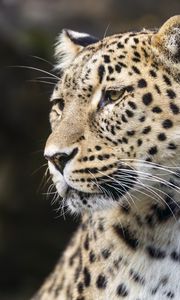 Preview wallpaper leopard, predator, big cat, head, wild