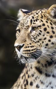 Preview wallpaper leopard, predator, big cat, head, wild