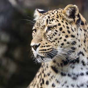 Preview wallpaper leopard, predator, big cat, head, wild