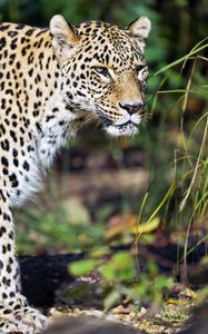 Preview wallpaper leopard, predator, big cat, wild, wildlife