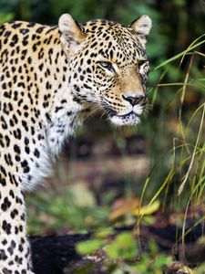 Preview wallpaper leopard, predator, big cat, wild, wildlife