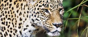 Preview wallpaper leopard, predator, big cat, wild, wildlife