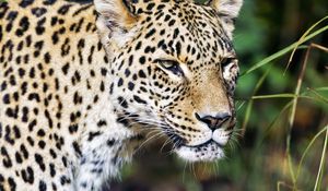 Preview wallpaper leopard, predator, big cat, wild, wildlife