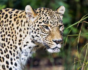 Preview wallpaper leopard, predator, big cat, wild, wildlife