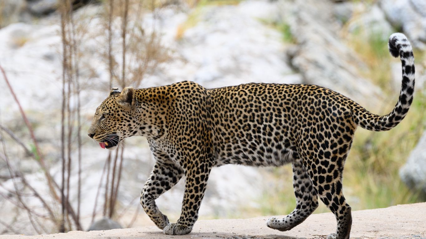 1366x768 Wallpaper leopard, predator, big cat, wild, animal, blur