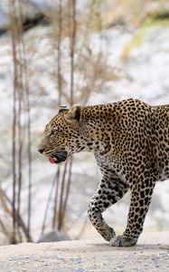 Preview wallpaper leopard, predator, big cat, wild, animal, blur