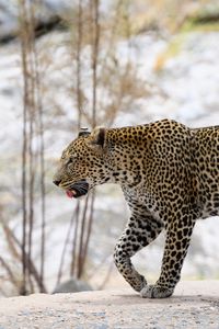 Preview wallpaper leopard, predator, big cat, wild, animal, blur