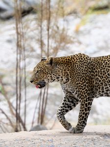 Preview wallpaper leopard, predator, big cat, wild, animal, blur