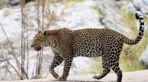Preview wallpaper leopard, predator, big cat, wild, animal, blur