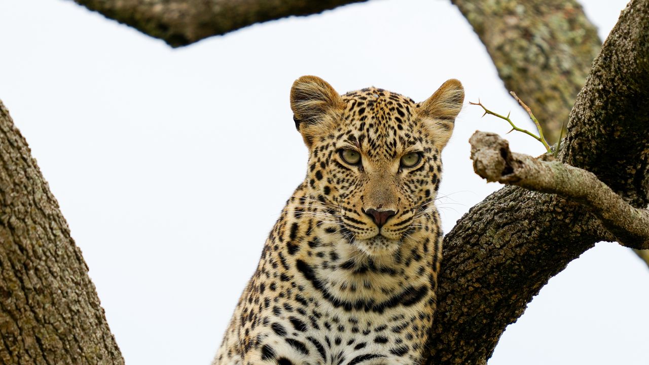 Wallpaper leopard, predator, big cat, tree, wildlife