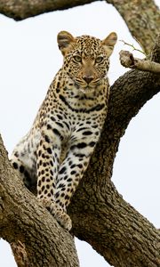 Preview wallpaper leopard, predator, big cat, tree, wildlife