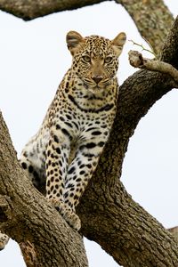 Preview wallpaper leopard, predator, big cat, tree, wildlife