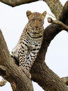 Preview wallpaper leopard, predator, big cat, tree, wildlife