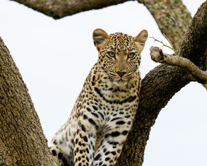 Preview wallpaper leopard, predator, big cat, tree, wildlife