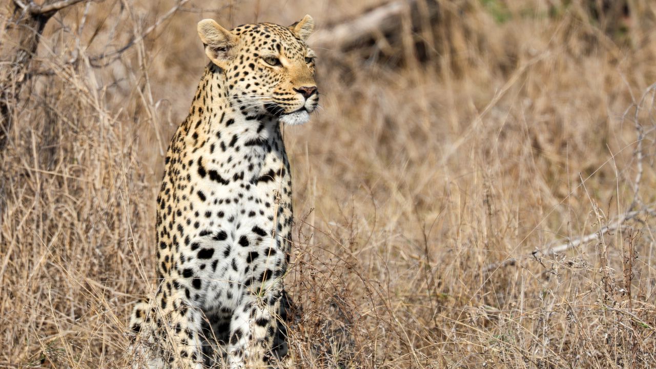 Wallpaper leopard, predator, big cat, savannah, animal