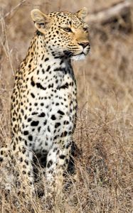 Preview wallpaper leopard, predator, big cat, savannah, animal