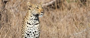 Preview wallpaper leopard, predator, big cat, savannah, animal
