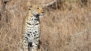 Preview wallpaper leopard, predator, big cat, savannah, animal
