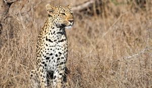 Preview wallpaper leopard, predator, big cat, savannah, animal