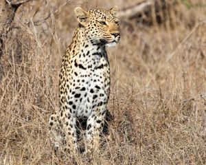 Preview wallpaper leopard, predator, big cat, savannah, animal