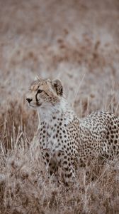 Preview wallpaper leopard, predator, big cat, grass, wildlife