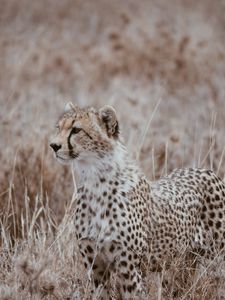 Preview wallpaper leopard, predator, big cat, grass, wildlife