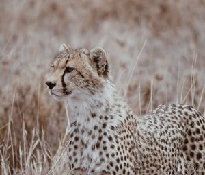 Preview wallpaper leopard, predator, big cat, grass, wildlife