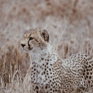 Preview wallpaper leopard, predator, big cat, grass, wildlife