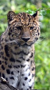 Preview wallpaper leopard, predator, big cat, wildlife