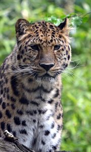 Preview wallpaper leopard, predator, big cat, wildlife
