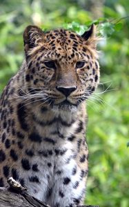 Preview wallpaper leopard, predator, big cat, wildlife