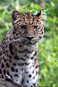 Preview wallpaper leopard, predator, big cat, wildlife