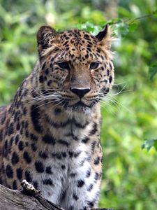 Preview wallpaper leopard, predator, big cat, wildlife