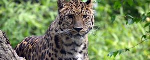Preview wallpaper leopard, predator, big cat, wildlife