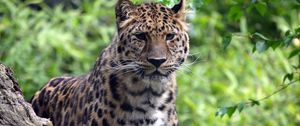 Preview wallpaper leopard, predator, big cat, wildlife