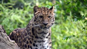 Preview wallpaper leopard, predator, big cat, wildlife