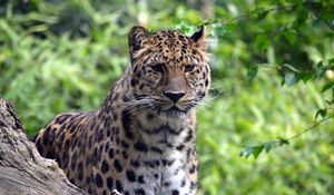 Preview wallpaper leopard, predator, big cat, wildlife
