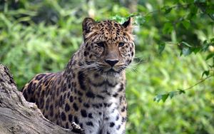 Preview wallpaper leopard, predator, big cat, wildlife