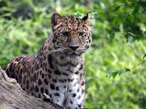 Preview wallpaper leopard, predator, big cat, wildlife