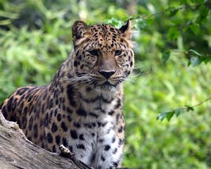 Preview wallpaper leopard, predator, big cat, wildlife