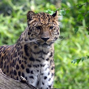 Preview wallpaper leopard, predator, big cat, wildlife