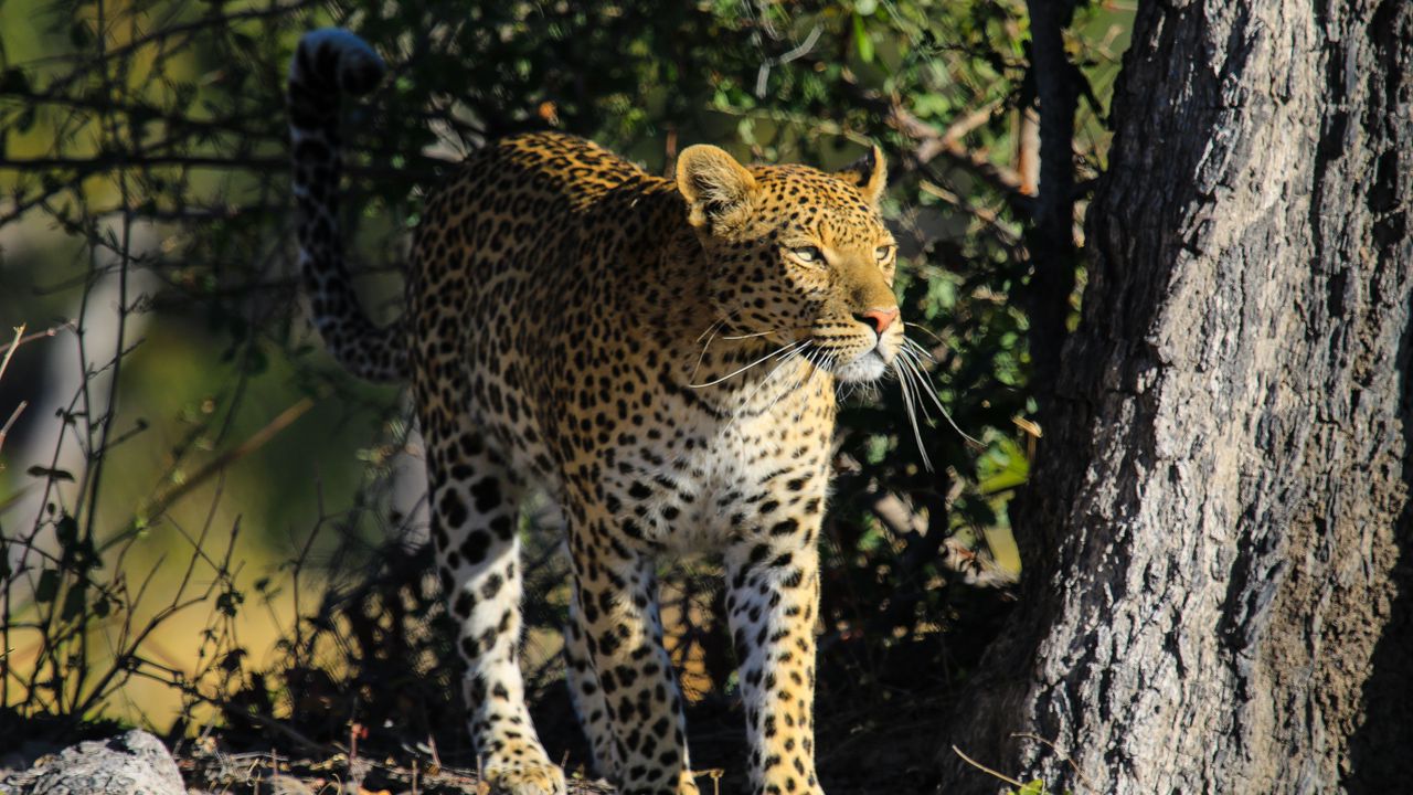 Wallpaper leopard, predator, big cat, animal